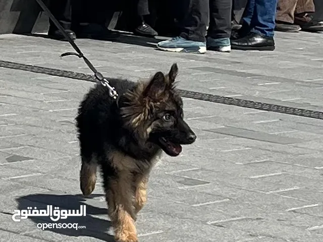 موقع #1 لبيع الكلاب في تركيا : كلب جيرمن شيبرد للبيع : هسكي : بيتبول : جرو