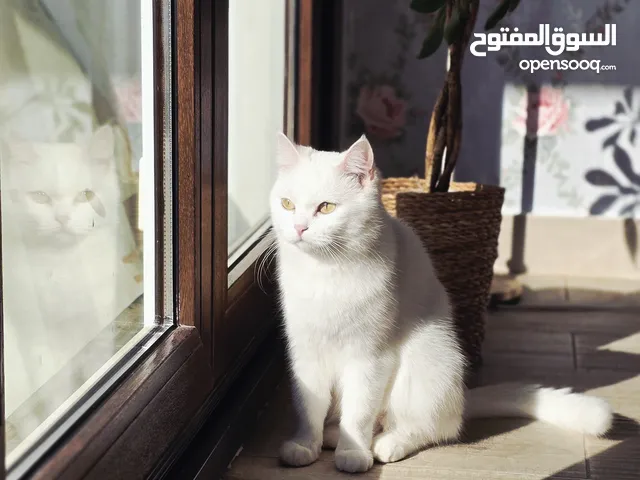 قطتين في صحة ممتازة للتبني