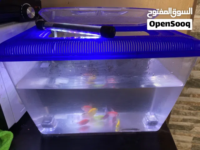 4اسماك زينه