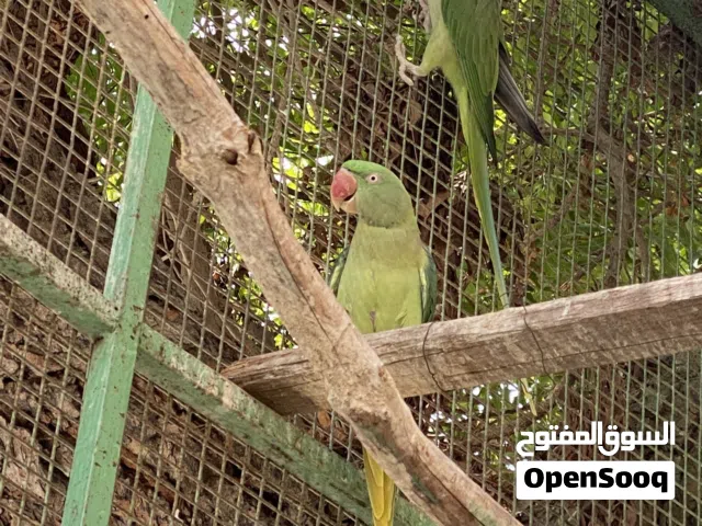 زوج نيبالي حجم مميز