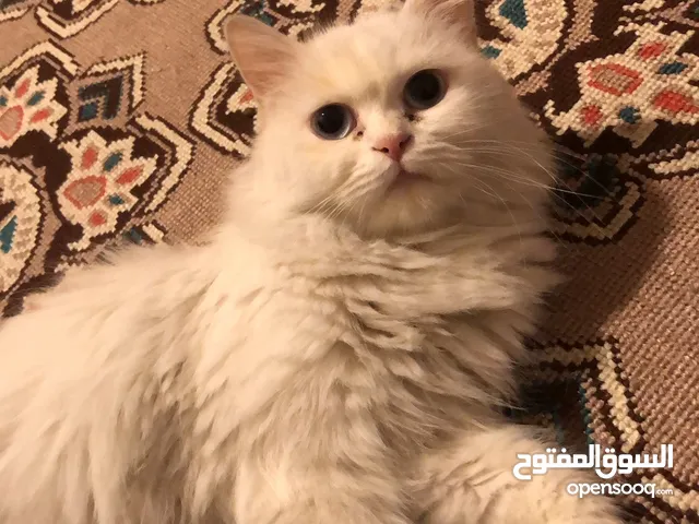 ام شيرازي (عمرها سنه)مع ابنها(اربع اشهر ) للتبني.