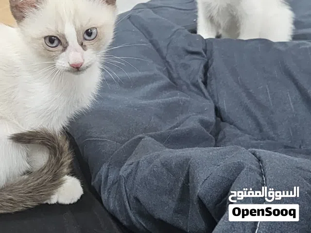 Persian kitten 2 months old male