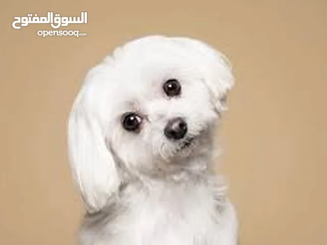 dog for sale