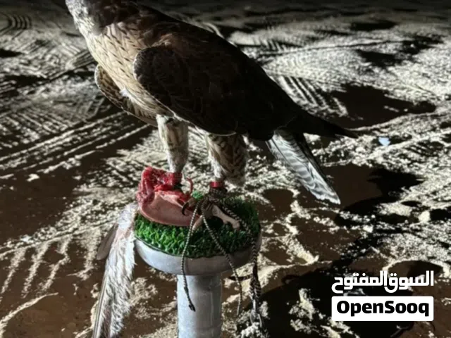 تبع جير بكر