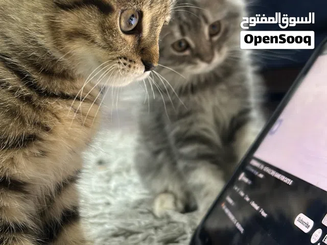 قطط كتن للبيع