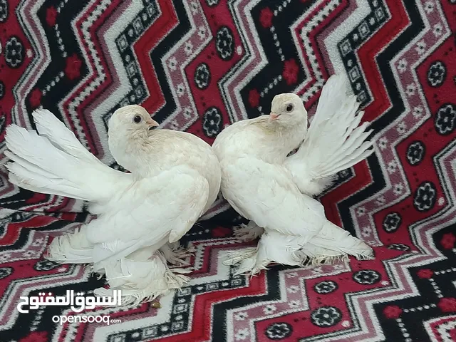 حضان روسي خوت العش