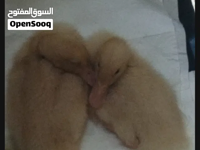 بطتين للبيع - عمر شهر - صحة ممتازة