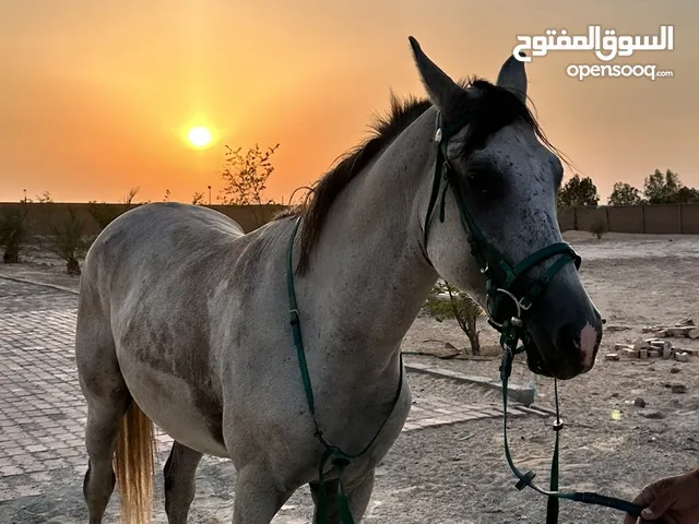 حصان عمره 5 سنوات صحهته جيده جدا