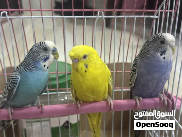 3 budgies for sale