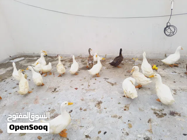 للبيع بش بصحة ممتازة