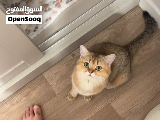 مطلوب ذكر للتزاوج
