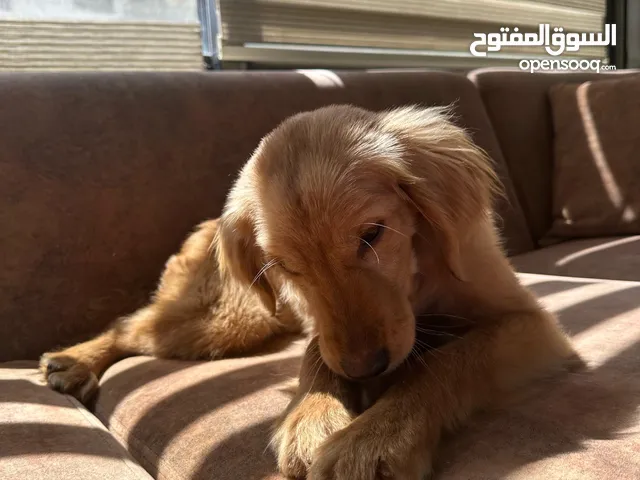كلب جولدن تردريڤر