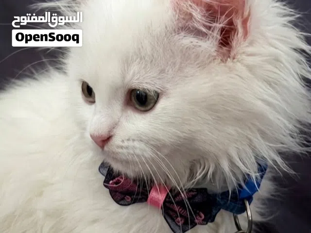 قطط شيرازي