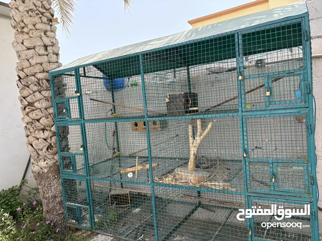 قفص البيع الجميع طيور