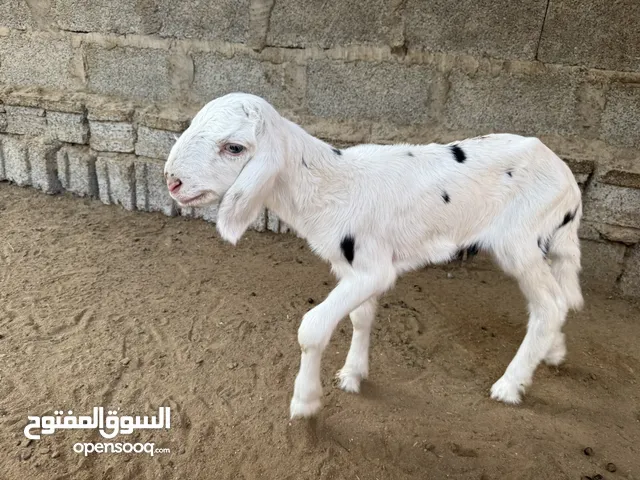 كباشه نجديات اصل للبيع