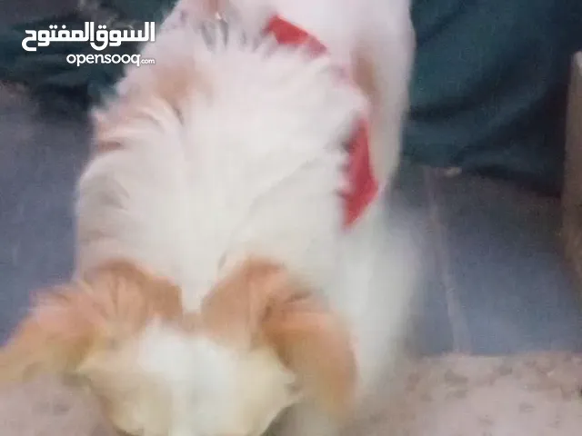ارجاء التواصل عبر السوق المفتوح