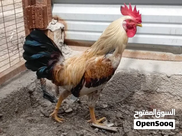 ديج عربي نصبة فول للبيع الوصف مهم