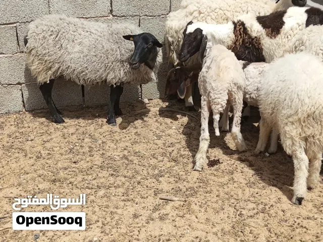 نعجة رومانوف