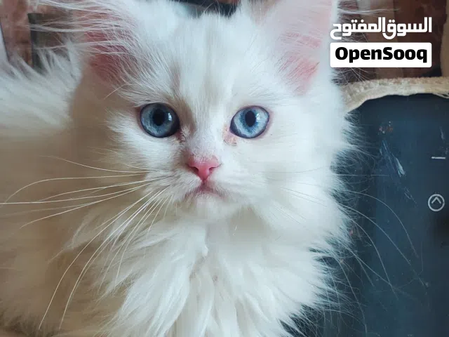 قطط شيرازي بيضاء عيون كريستالي (عمر شهرين)