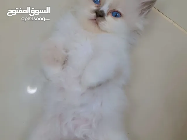 قطط صغيرة. 50 يوم
