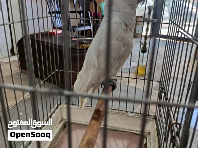 ببغاء ككاتو  ثوب كامل للبيع