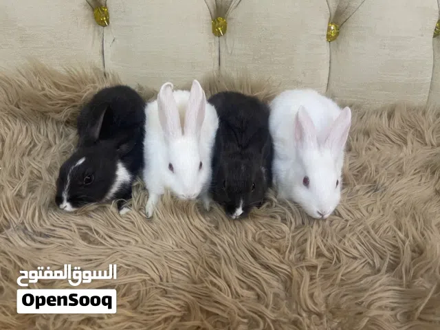ارانب للبيع