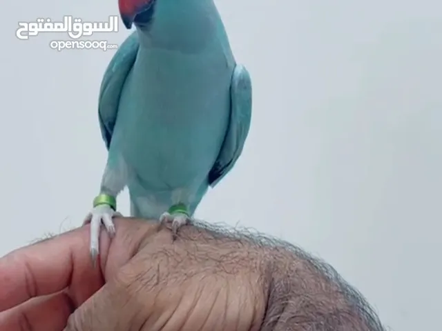 Parrot Ringnick