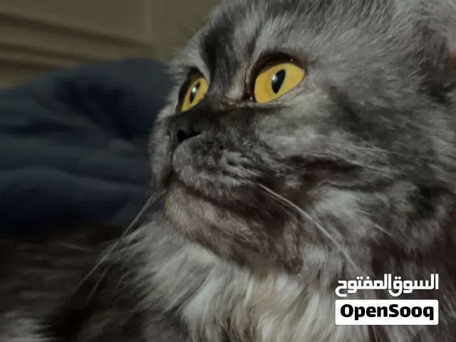 MIXED Persian Female Cat  2 Years Old  Vaccinated  Friendly & Healthy