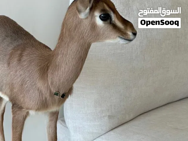 غزال انثى دماني