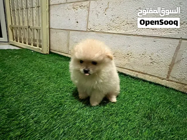 بومرينيان اصلي عمر 45 يوم