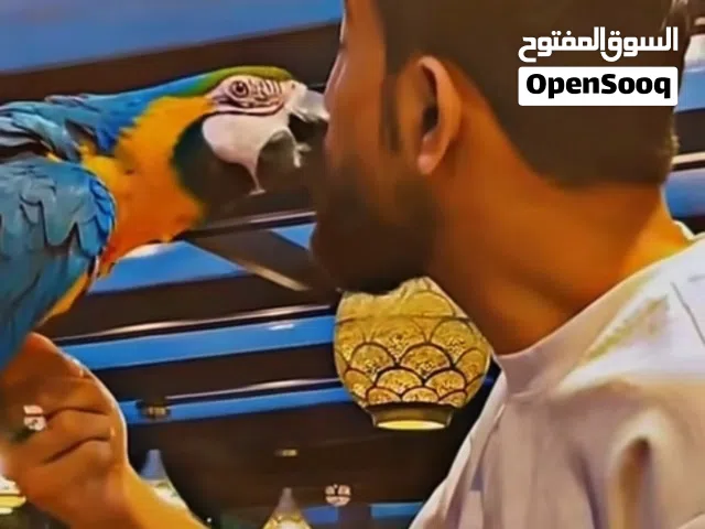 ببغاء  مكاو