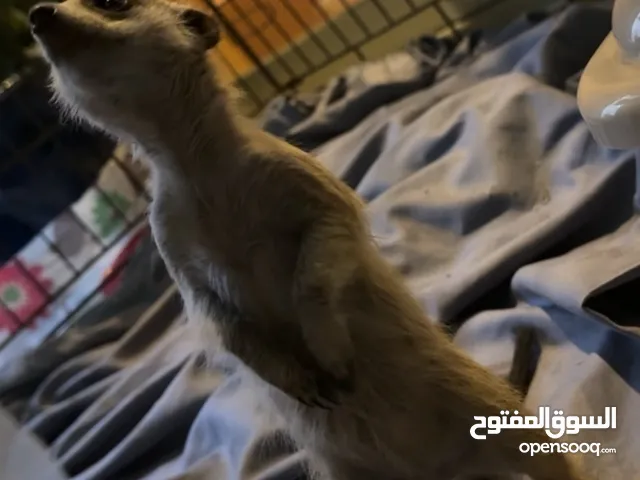 انثى تيمون ميركات للبيع السعر نهائي (العمر شهرين ) meerkat