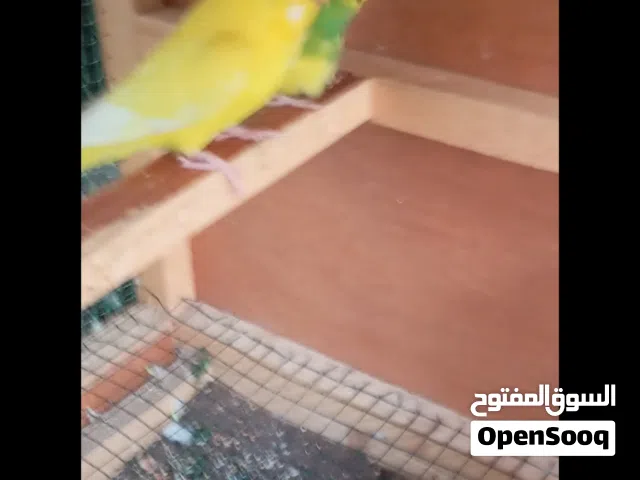 طيور حب عدد 3 وبيت وقفص