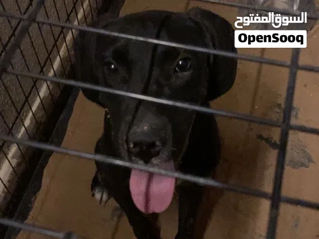 لابردور مكس بيتبول