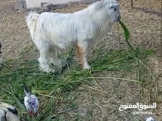 تيس جامودي البيع مطلوب فيه 220