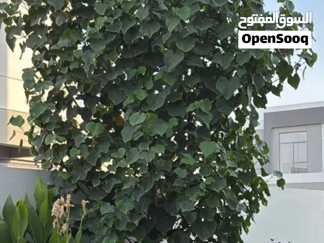 Sea hibiscus tree Around 4 meters