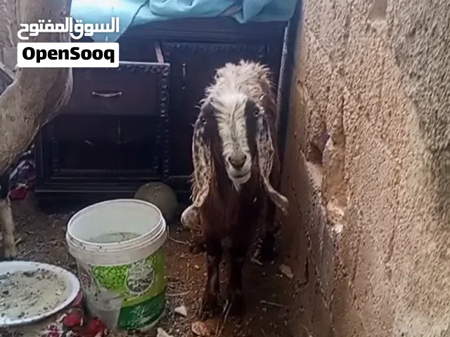 عنزة للبيع موجود بزرقاء