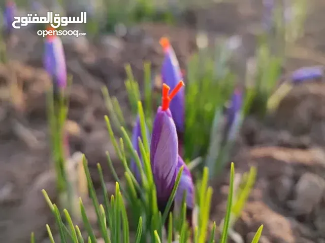 زعفران إيراني درجة أولى زعفران أصلي و مميز تغليف فاخر ومناسب للتصدير إلى جميع أنحاء العراق