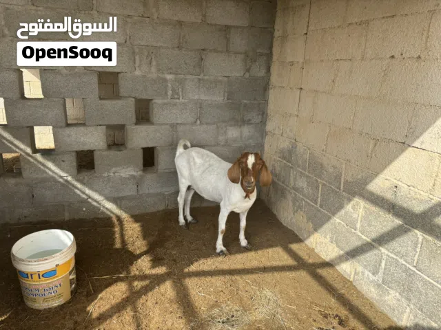 شاه بورقوت للبيع