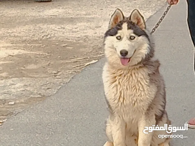 كلب هاسكي و كلب مالتيز للبيع المستعجل