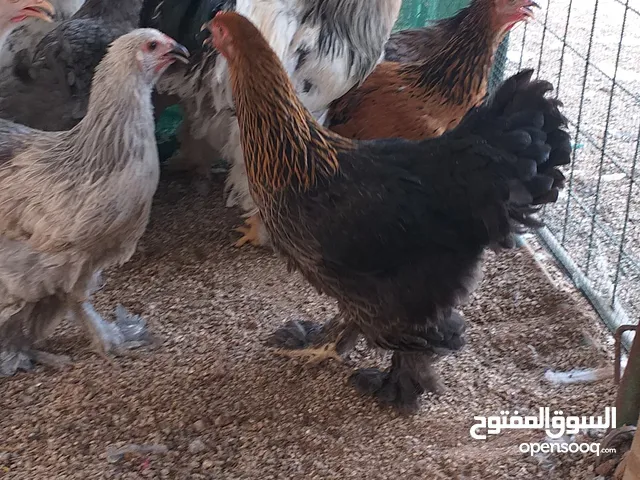 دجاج براهما