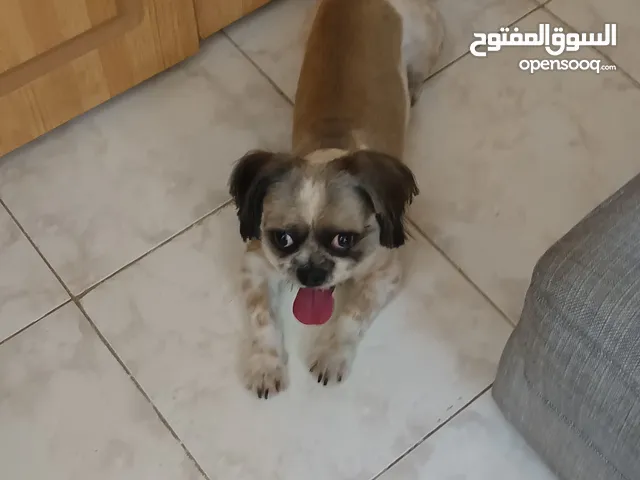 كلب مالتيز ذكر للتبنى
