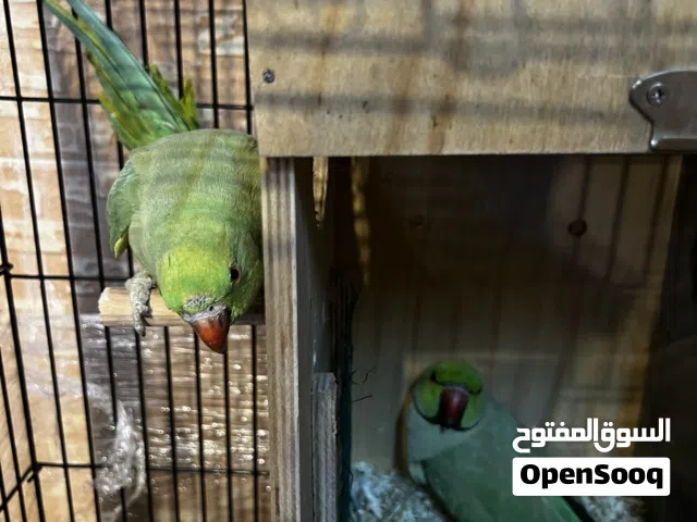 جوز دره جاهز لانتاج الطيور شرسه