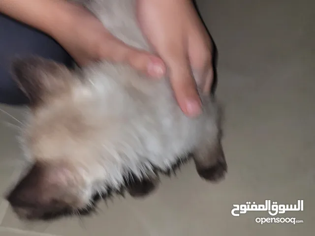 cat for free ready for new home