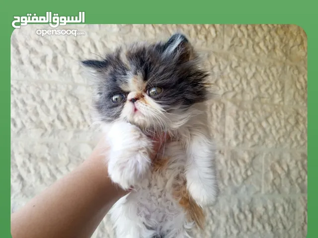 بيرشن  للبيع شهر ونص
