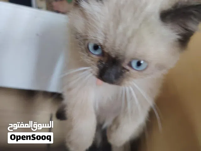 قطة هملايا صغيرة للبيع
