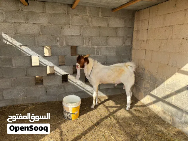 تيس باكستاني بيور اصل