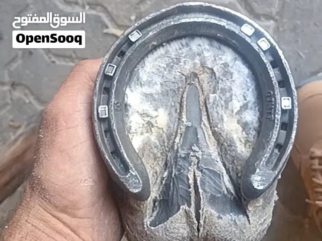 horse farrier