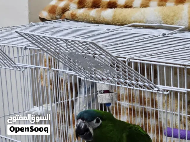 ميني مكاو من نوع ايلغر  عمرة سنه  ع الارجح انه ذكر  اليف نوعا ما  عندة قابلية لتلقين الكلام