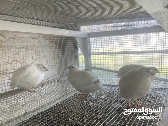 يوجد لدينا فر بي سعر 7 شيكل